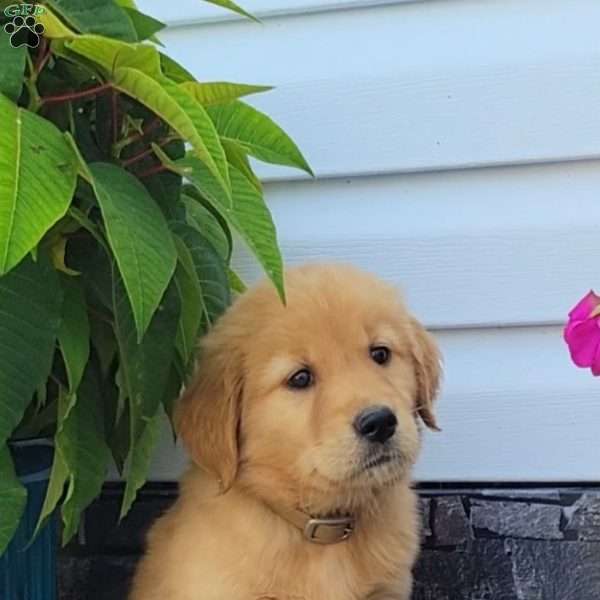 Cody, Golden Retriever Puppy